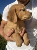 Bella, a female Golden Retriever for sale in Coloma, WI – 3 of 5