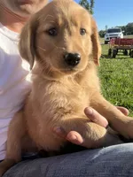 Duke, a male Golden Retriever for sale in Coloma, WI – 2 of 4