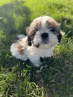 Teddy , a male Bichon Frise and Shih Tzu for sale in Coloma, WI – 3 of 4