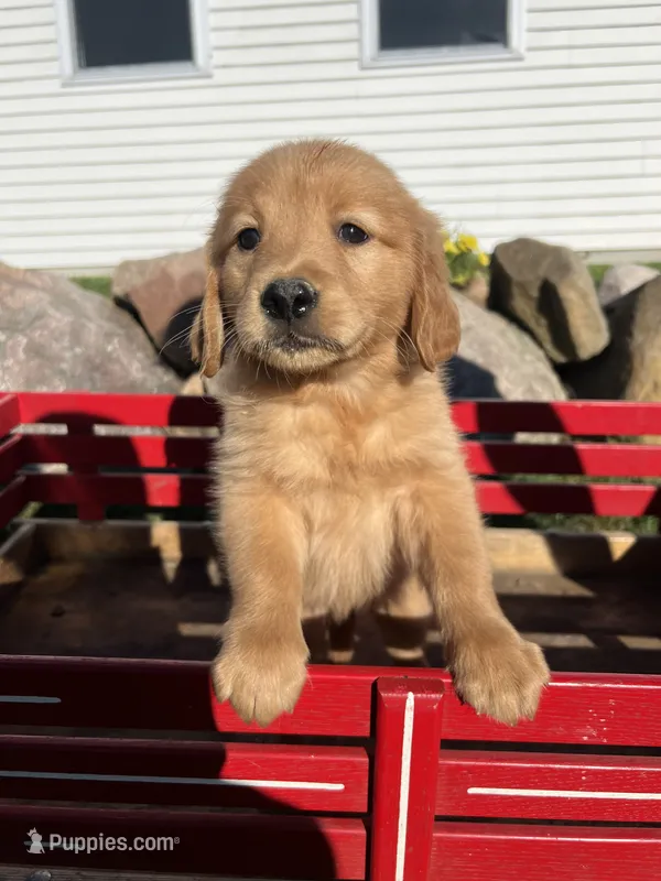 Bella – Golden Retriever puppy for sale in Coloma, WI