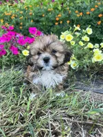 Milo, a male Bichon Frise and Shih Tzu for sale in Coloma, WI – 4 of 6
