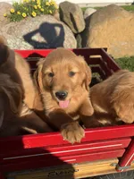 Duke, a male Golden Retriever for sale in Coloma, WI – 3 of 4