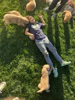 Bella, a female Golden Retriever for sale in Coloma, WI – 4 of 5