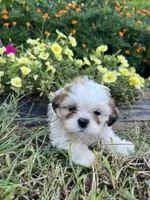 Bella, a female Bichon Frise and Shih Tzu for sale in Coloma, WI – 2 of 6