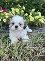 Bella, a female Bichon Frise and Shih Tzu for sale in Coloma, WI – 6 of 6