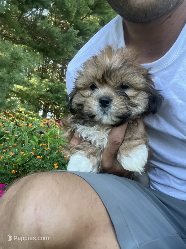 Milo – Bichon Frise, Shih Tzu puppy for sale in Coloma, WI