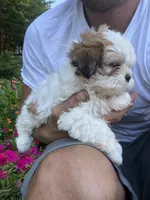 Bella, a female Bichon Frise and Shih Tzu for sale in Coloma, WI – 4 of 6