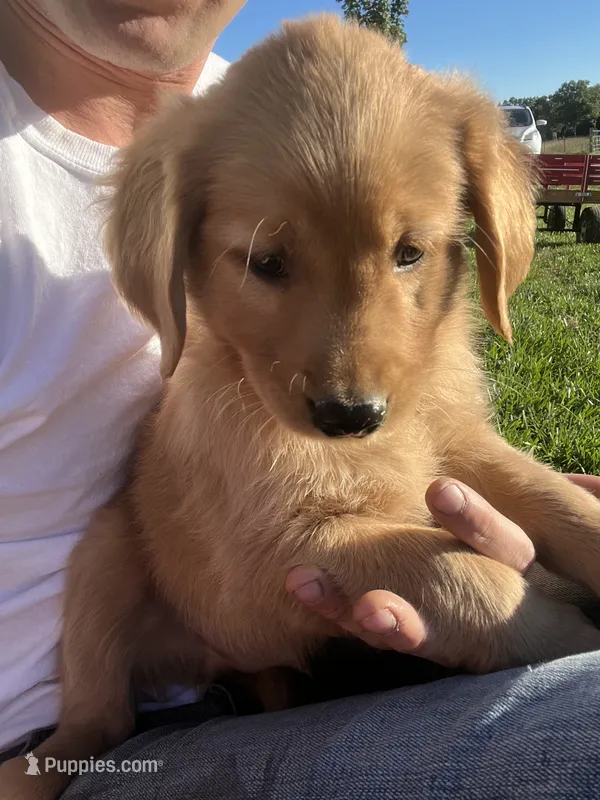 Duke – Golden Retriever puppy for sale in Coloma, WI