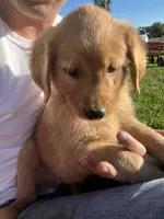 Duke, a male Golden Retriever for sale in Coloma, WI – 1 of 4