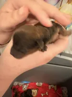 AKC Girl, a female Yorkshire Terrier for sale in Scranton, PA – Photo 1 of 2