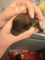 AKC Girl, a female Yorkshire Terrier for sale in Scranton, PA – Photo 2 of 2