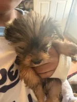 AKC Boy, a male Yorkshire Terrier for sale in Scranton, PA – 3 of 4