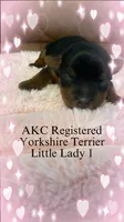 AKC. Puppy 1, a female Yorkshire Terrier for sale in Scranton, PA – Photo 1 of 3