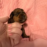 AKC Girl 2, a female Yorkshire Terrier for sale in Scranton, PA – Photo 3 of 4