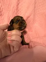 AKC Girl 2, a female Yorkshire Terrier for sale in Scranton, PA – Photo 3 of 4