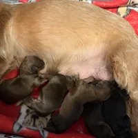 AKC Girl 2, a female Yorkshire Terrier for sale in Scranton, PA – Photo 2 of 4