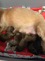 AKC Girl 2, a female Yorkshire Terrier for sale in Scranton, PA – Photo 2 of 4