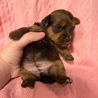 AKC Girl 2, a female Yorkshire Terrier for sale in Scranton, PA – Photo 4 of 4