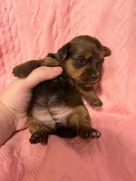 AKC Girl 2, a female Yorkshire Terrier for sale in Scranton, PA – Photo 4 of 4