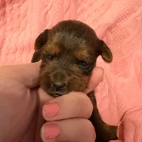 AKC Girl 2, a female Yorkshire Terrier for sale in Scranton, PA – Photo 1 of 4