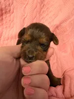AKC Girl 2, a female Yorkshire Terrier for sale in Scranton, PA – Photo 1 of 4