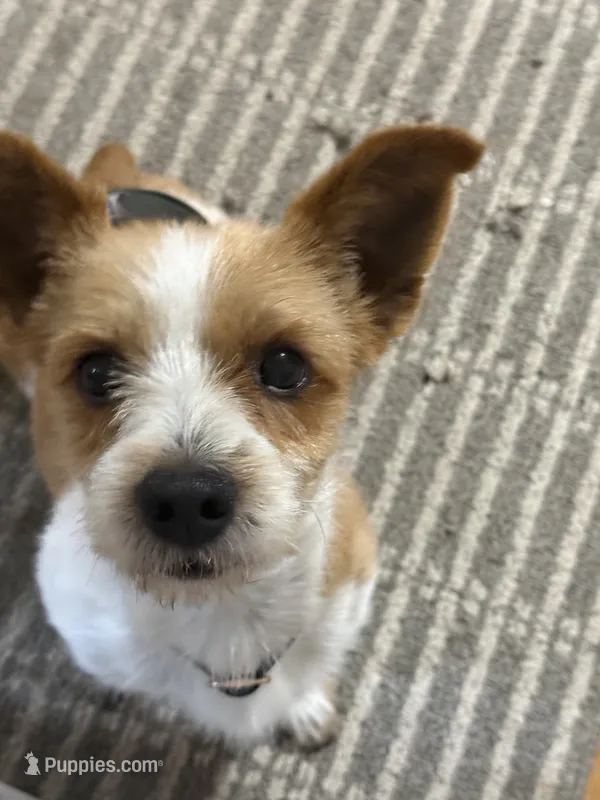 AKC Male  – Yorkshire Terrier puppy for sale in Scranton, PA