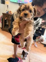 AKC Baby girl, a female Yorkshire Terrier for sale in Scranton, PA – 2 of 2