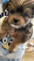 AKC Boy, a male Yorkshire Terrier for sale in Scranton, PA – 2 of 4