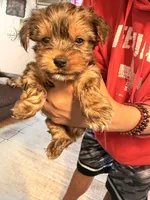 AKC Boy, a male Yorkshire Terrier for sale in Scranton, PA – 4 of 4