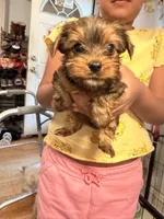 AKC Boy, a male Yorkshire Terrier for sale in Scranton, PA – 3 of 4