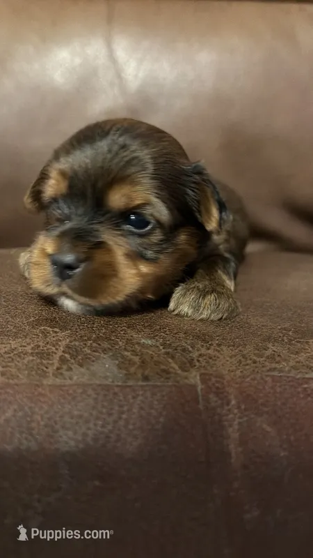 AKC Boy – Yorkshire Terrier puppy for sale in Scranton, PA