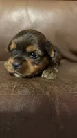 AKC Boy, a male Yorkshire Terrier for sale in Scranton, PA – 1 of 5