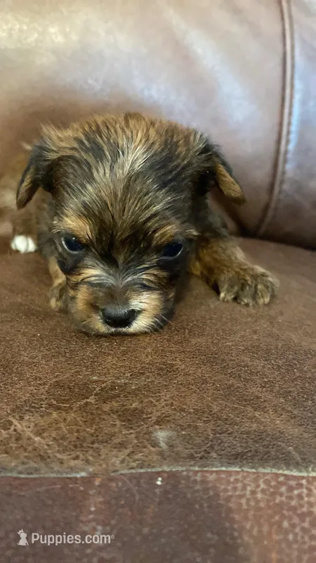 AKC Girl – Yorkshire Terrier puppy for sale in Scranton, PA