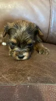 AKC Girl, a female Yorkshire Terrier for sale in Scranton, PA – 1 of 2