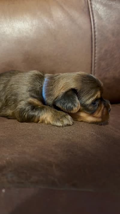 AKC Boy, a male Yorkshire Terrier for sale in Scranton, PA – 5 of 5