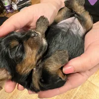 AKC Girl 3, a female Yorkshire Terrier for sale in Scranton, PA – Photo 1 of 3