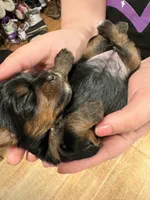 AKC Girl 3, a female Yorkshire Terrier for sale in Scranton, PA – Photo 1 of 3