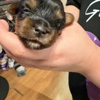 AKC Girl 3, a female Yorkshire Terrier for sale in Scranton, PA – Photo 3 of 3