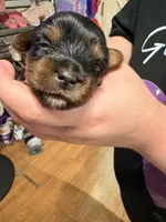 AKC Girl 3, a female Yorkshire Terrier for sale in Scranton, PA – Photo 3 of 3