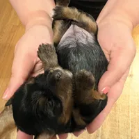 AKC Girl 3, a female Yorkshire Terrier for sale in Scranton, PA – Photo 2 of 3