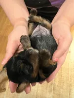 AKC Girl 3, a female Yorkshire Terrier for sale in Scranton, PA – Photo 2 of 3