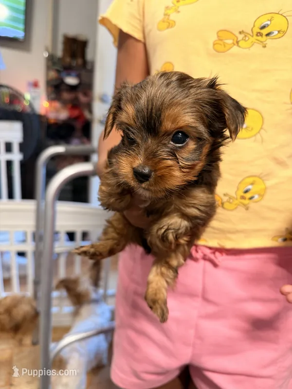 AKC Boy – Yorkshire Terrier puppy for sale in Scranton, PA