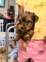 AKC Boy, a male Yorkshire Terrier for sale in Scranton, PA – 2 of 4