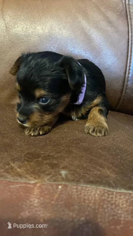 AKC Girl – Yorkshire Terrier puppy for sale in Scranton, PA