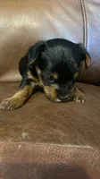 AKC Girl, a female Yorkshire Terrier for sale in Scranton, PA – 2 of 3
