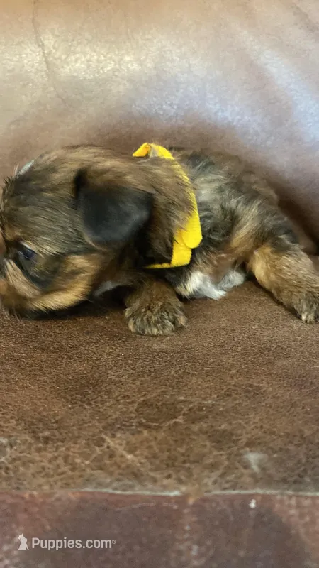 AKC Boy – Yorkshire Terrier puppy for sale in Scranton, PA