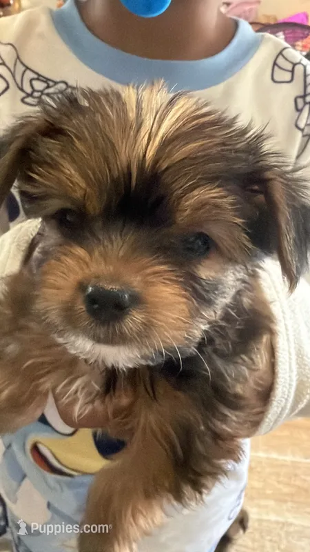 AKC Boy – Yorkshire Terrier puppy for sale in Scranton, PA