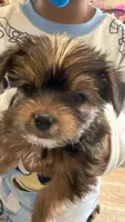 AKC Boy, a male Yorkshire Terrier for sale in Scranton, PA – 1 of 4