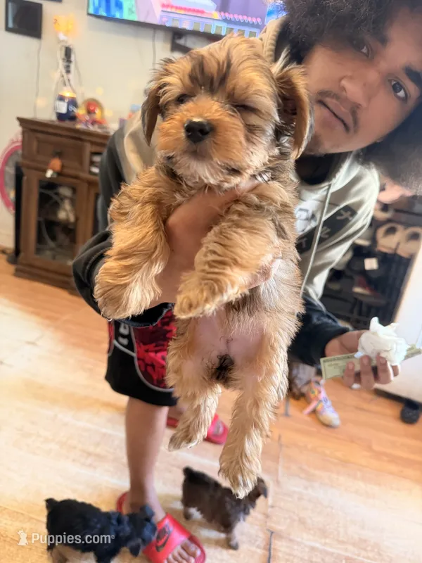 AKC Baby girl – Yorkshire Terrier puppy for sale in Scranton, PA