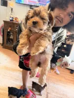 AKC Baby girl, a female Yorkshire Terrier for sale in Scranton, PA – 1 of 2